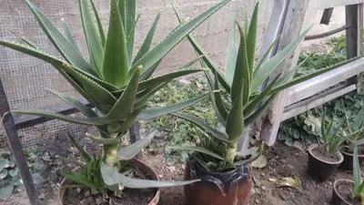 цветок алоэ.маленькие и большие