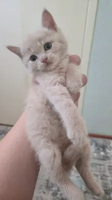 продаётся котенок