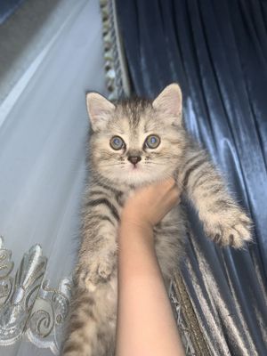 британская шиншила
