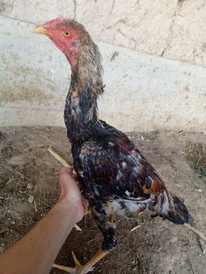 Dakan huroz sotiladi 400 ming kareys. Barter bor keluwuramz faqat tez