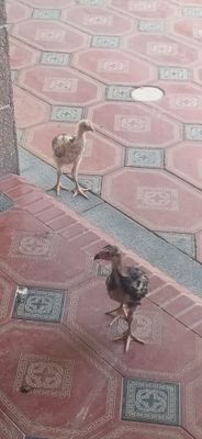 Дакан Жужалари сотилади