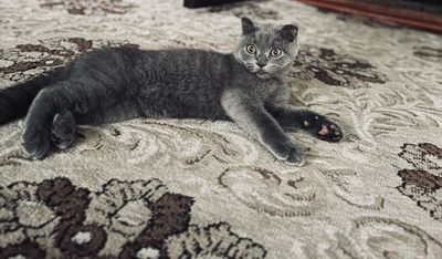 Очень красивая шотландская вислоухая кошка
