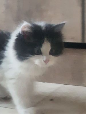 Кошка мушук Шиншилла сотилади