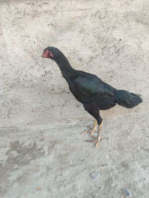Makiyon sotiladi