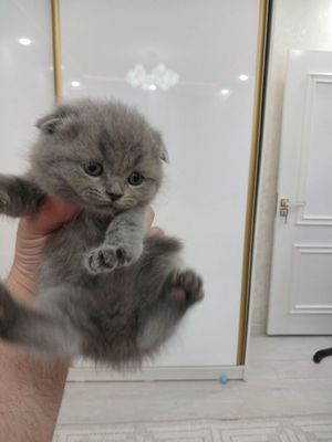 Мушукчалар сотилади