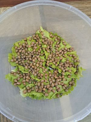 Ретукуляталар балачалари