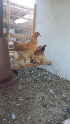 Брама товукла жужалар