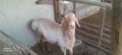 Zotdor Qo‘chqor 2 yoshlik 130 kg