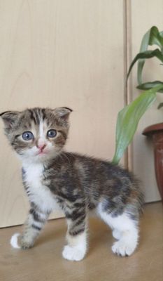 продается котенки еще маленькие