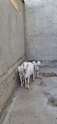Ona bola qoʻy sotiladi