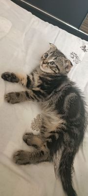 Продаётся веслоухие котёнок