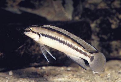 Telmatochromis Vittatus