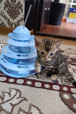Продаются бенгальский котик котята