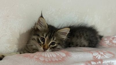 Котята брат и сестра пушистики