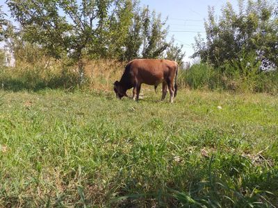 Новвосча сотилади