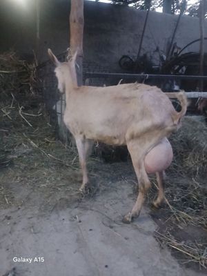 Zanin zotli echki sotiladi 2.5 litr sut beradi