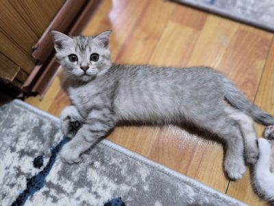Продам котят. Котята породистые.