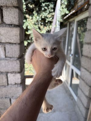 Продам котят в хорошие руки