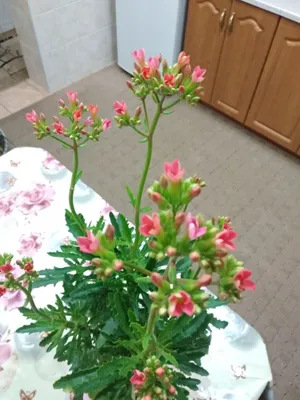 Оленьи рога зелёное растение