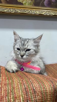 Mushukcha sotiladi