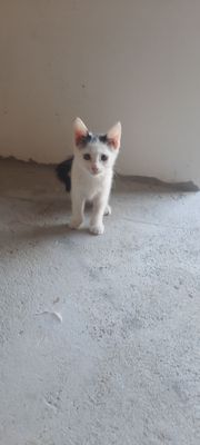 Продаються котята не дорого
