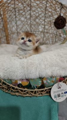 Продаётся чистокровная британская девочка