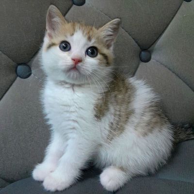 Продаётся  мальчик скотишстрайт биколорный мрамор.