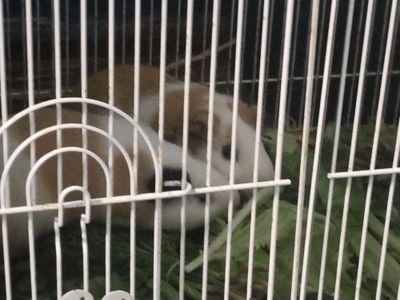 Hamichoklar. Sinkalar bor sotiladi narxini kelisha