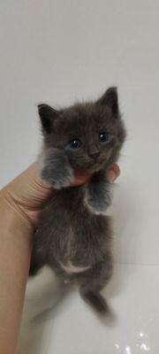 Отдам котят в хорошие руки