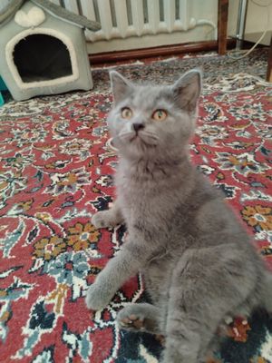Продаётся породистые котята мальчики и девочки. Парода британский
