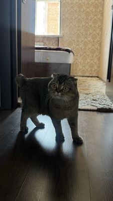 Британская кошка