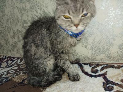 Mushuk sotiladi arzon narxda