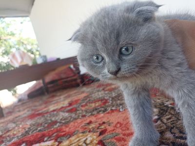 Британские котята