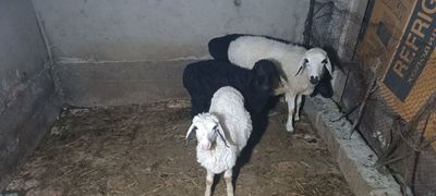 Ona qo'y 2 ta bolasi bilan