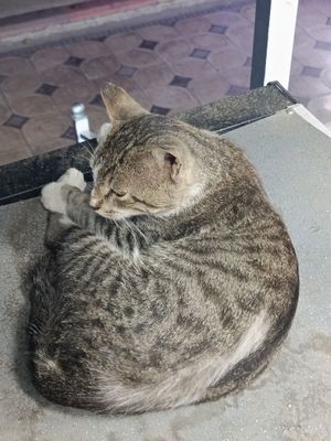 Отдам даром кошку