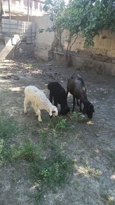 Она бола казоки ку́й сотилади