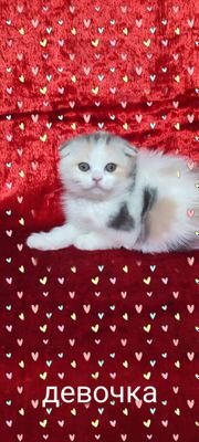 Продаются скотишь фолды