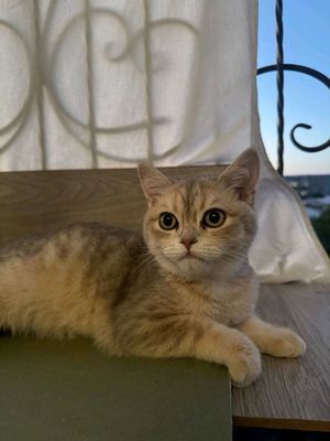 британская Шиншила