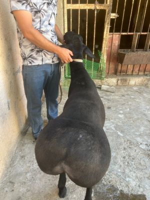 Qassob xizmati halal servis