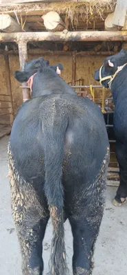 Ангус букалар сотилади 2та соглом, буйи 140см дан каммас. Иккаласига 8