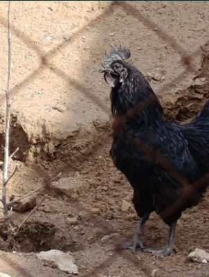 Ухейилюй. Uxeyilyuy zotli xoroz tovuq jojalari sotiladi