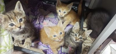 Котята! Пристраиваются в хорошие руки!