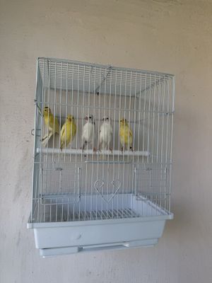 Kanareyka maladoyla 2.3 oyli