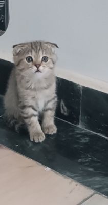 Скотиш фолд чистокровная