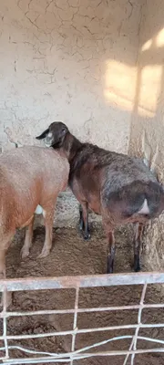 Sovliq qoʻy sotiladi