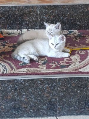 Котята породы шотландский фолд и страйт