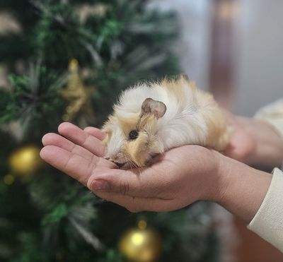 Королевский Морское свинка 1,5 месяца