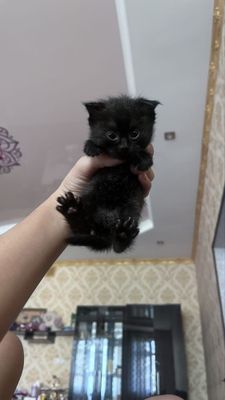 Котята шотладские
