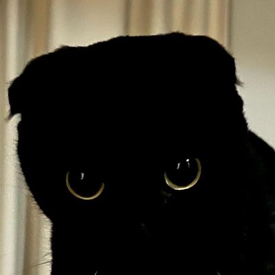 Scottish Fold qora erkak mushuk