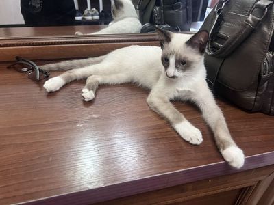 сиамский котенок